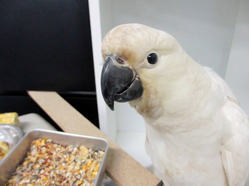 cockatoo