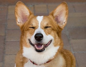 dog smiling image