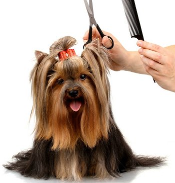 syndees pet grooming image